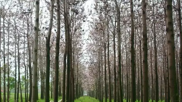 50 milliárd forintot különített el a Miniszterelnökség az erdősítés támogatására