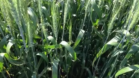 Minden évben kísért a kalászfuzáriózis