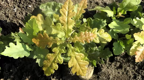  Hatalmas a fagykár az erdőkben és az erdészeti csemetetermelőknél 