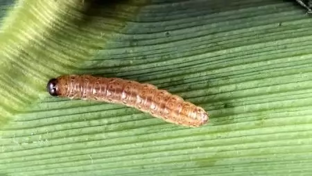 Védekezés a kukoricamoly ellen Interjú – Dr. Keszthelyi Sándorral, a Kaposvári Egyetem docensével