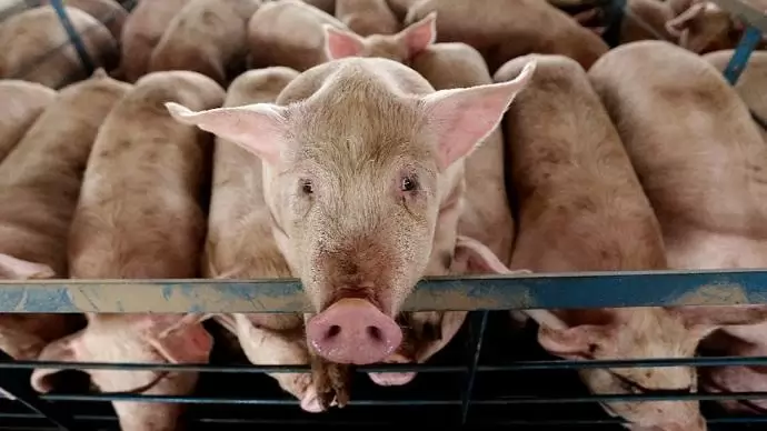 Oroszország betörne a kínai húspiacra