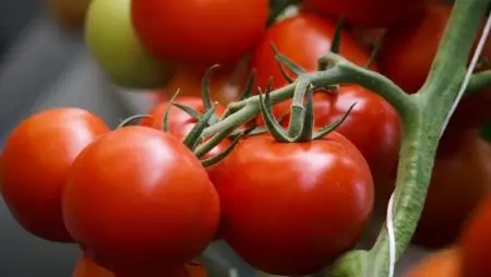 Elegendő magyar paradicsom és paprika lesz a zöldségpultokon idén