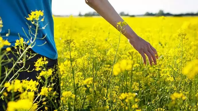 Megtörhet a (gazok) gyomok ellenállása – új gyomrezisztencia kutatás
