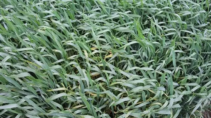 Ismét járvánnyal fenyeget a sárgarozsda