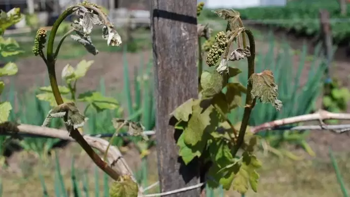 A fagykár, az fagykár – természetes terméskorlátozás nem létezik
