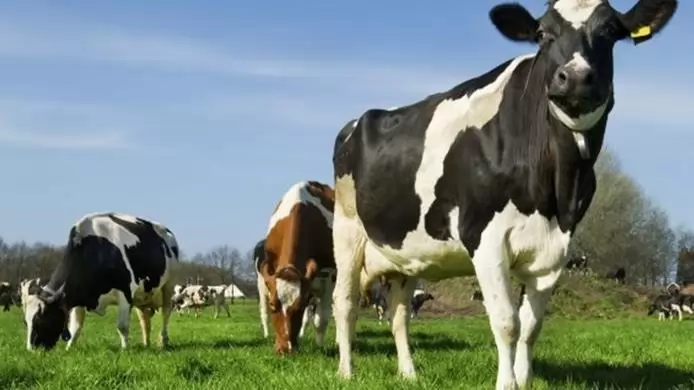 Újabb egyeztetést kérnek a tejtermelők