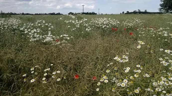 Repce deszikkálása felszívódó (Glyfos®, Glyfos® Dakar) és kontakt (Mission) készítményekkel – akciók! 