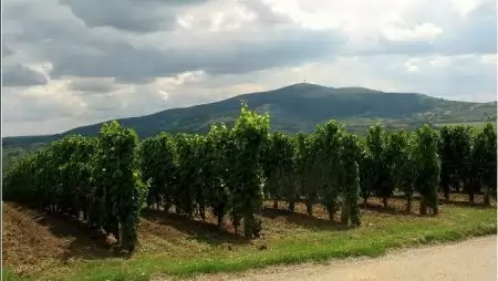 Bodrogkisfalud: ahol a dűlőutaknak nevet adnak!