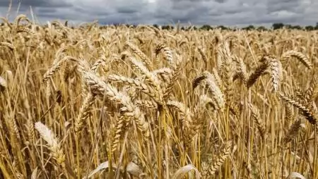 Jó a búzatermés, alacsony ár várható