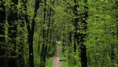 Elkészült a nemzeti erdőstratégia tervezete