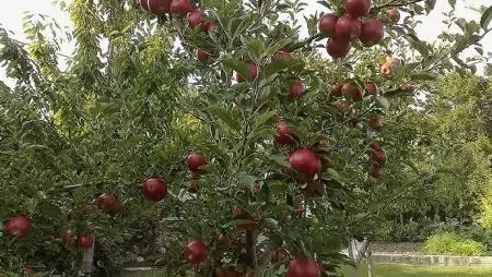 Újabb agrár-környezetgazdálkodási program indul a kertészeti ágazatban gazdálkodók számára