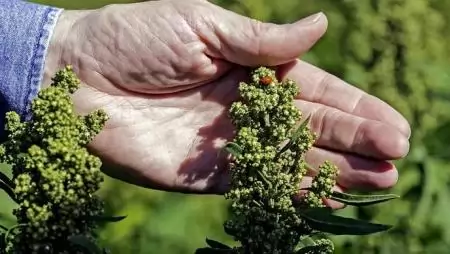 Quinoa – inka átok vagy profitrekorder?