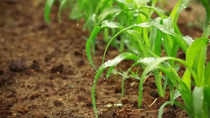 Kihívást jelent idén a kukorica növényvédelme