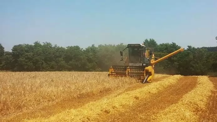 Megkezdődött az aratás az ország déli megyéiben