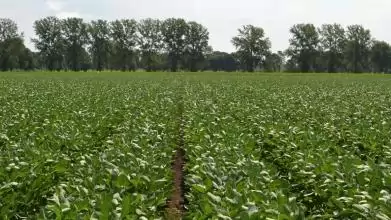 A szója termesztéséről - gazdálkodóknak