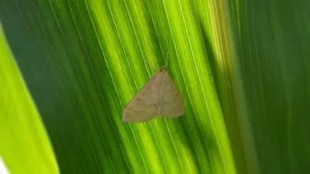 Coragen® a kukorica  molykártevői ellen