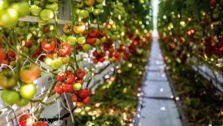 Elegendő magyar paradicsom és paprika lesz idén