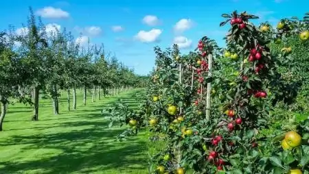 Fiatal gazdák fejlesztési tervei a kertészeti ágazatban