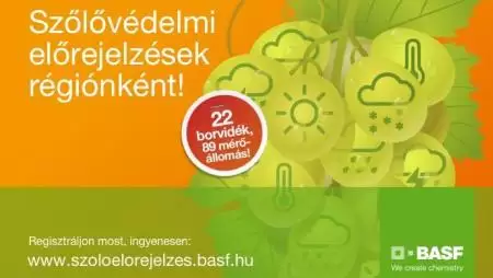 Megújult a BASF hazánkban egyedülálló szőlővédelmi  betegség-előrejelző szolgáltatása