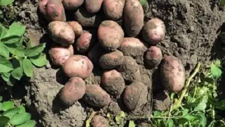 Termeléshez kötött támogatást kaphatnak 2017-től a burgonyatermesztők