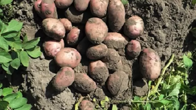 Termeléshez kötött támogatást kaphatnak 2017-től a burgonyatermesztők