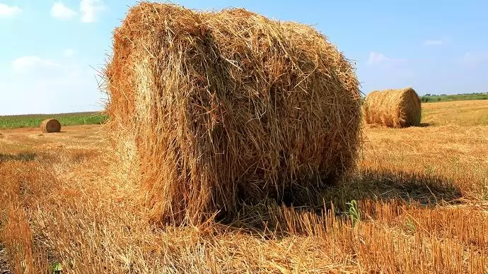 Gyakorlatilag befejeződött a búza idei aratása az országban