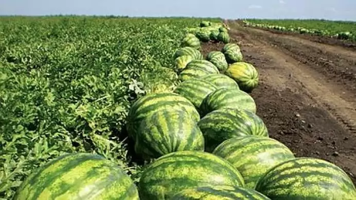 Eredményes a nemzeti dinnyeprogram, jelentősen nőtt a termőterület 
