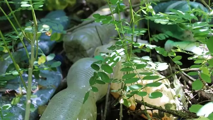Ftalátot találtak a Tiszában – Szennyezők a tiszai ártérben felhalmozódott PET-palackok