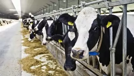Újabb 500 millió eurós piaci támogatási csomagot hagy jóvá a tejtermelőknek idén az Európai Unió