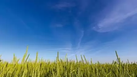 Tanácskozás a gabonáról Hajdúnánáson – A Sumi Agro kalászos növényvédelmi technológiája