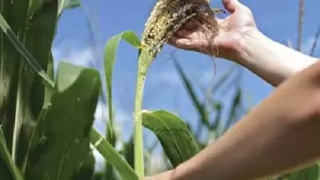 A savanyú talajok javítása – Gazdálkodói vélemény a PHYSIOMAX talajjavító készítményről