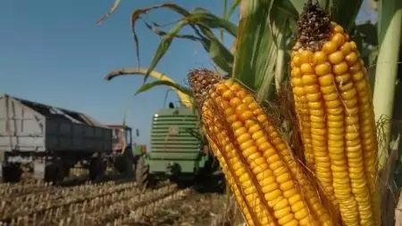 Kedvező piaci fordulatot várnak idén az agrárgazdálkodók