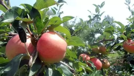 Fiatal gazdák beszerzési és értékesítési stratégiája a kertészeti ágazatban