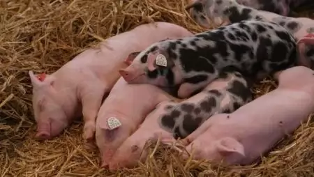 Az állattartás az üvegházhatású gázkibocsátás 14 százalékáért felelős