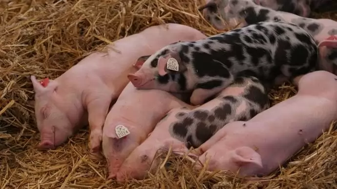 Az állattartás az üvegházhatású gázkibocsátás 14 százalékáért felelős