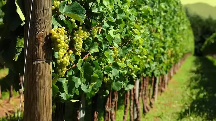 A szőlőtől jobb autóvezetők lehetünk