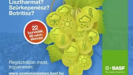Zajlik a szőlős szezon…