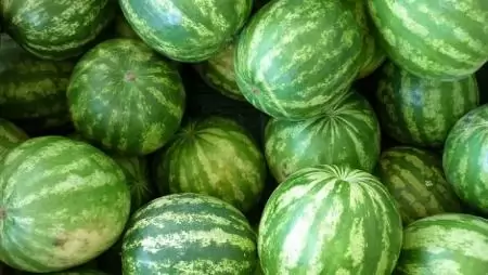  Túlkínálat van görögdinnyéből Európában 