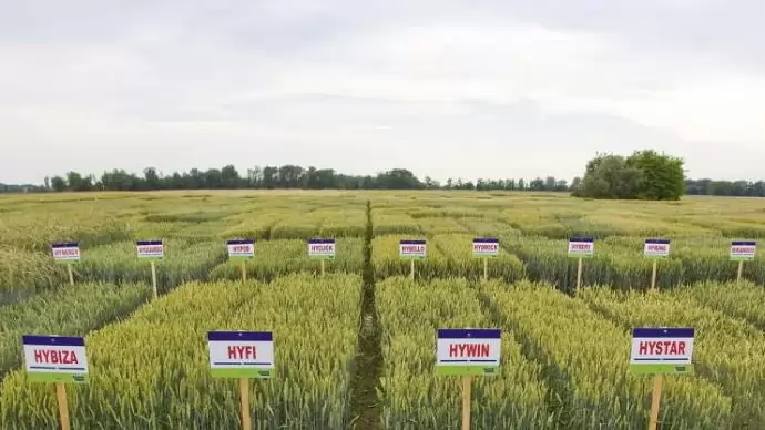 SAATEN-UNION őszi kalászosok – több termés, nagyobb termésbiztonság