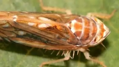 Védekezni kell az amerikai szőlőkabóca ellen!