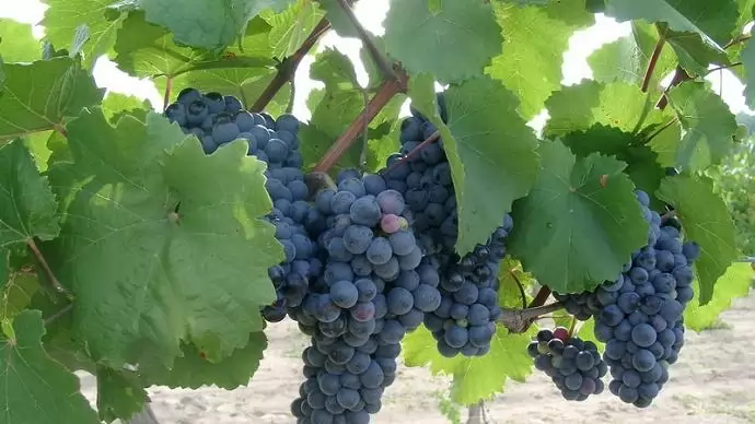 Fagy, jégverés, kártevők, kórokozók: többfrontos támadás a szőlő ellen 