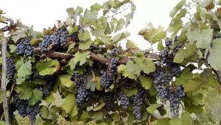  A szőlősgazdáknak augusztus végéig kell leadniuk a termésbecslést