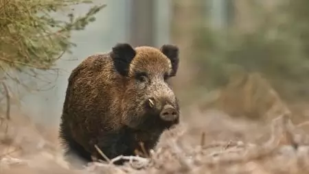 A vadkár egyre nagyobb probléma az országban
