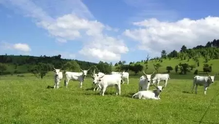 Jelentős a túligénylés a vidékfejlesztési pályázatoknál
