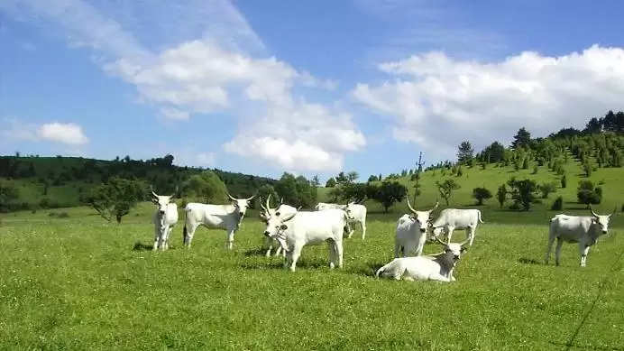 Jelentős a túligénylés a vidékfejlesztési pályázatoknál