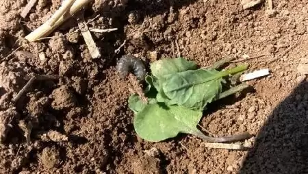 A MOCSKOSPAJOR MEGKEZDTE KÁROSÍTÁSÁT AZ ŐSZI KÁPOSZTAREPCÉBEN!