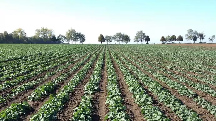 Késői repcevetés – pontosan meddig?