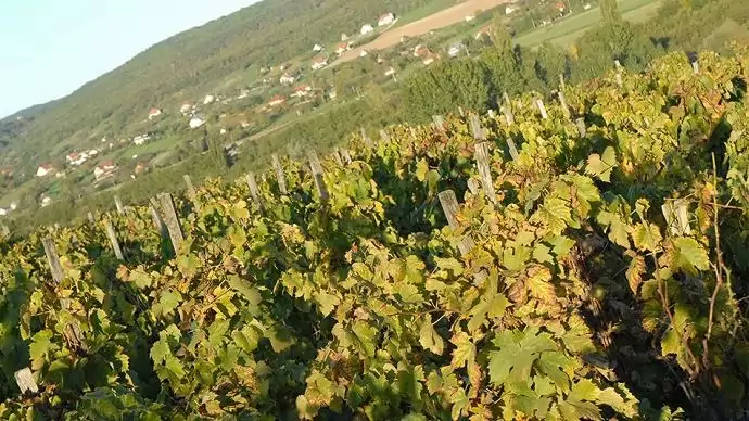 Jó évjárat lehet az idei bor