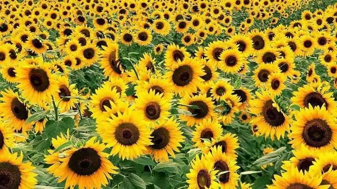 Kiváló betakarítási eredmények