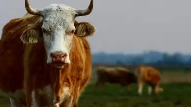 Eredményes harc a lépfene ellen
